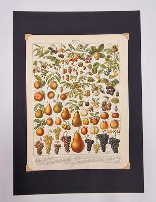 Ilustracja botaniczna – owoce #2