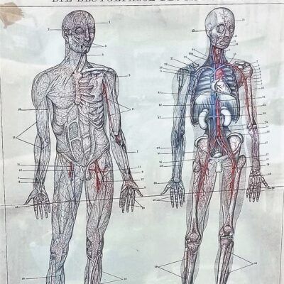 Litografia – szkielet człowieka, rycina w drewnianej ramie