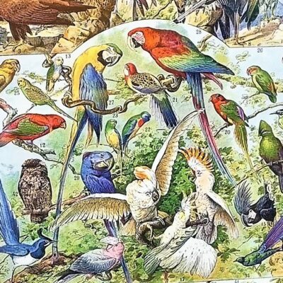 Litografia – ptaki #2, rycina w drewnianej ramie
