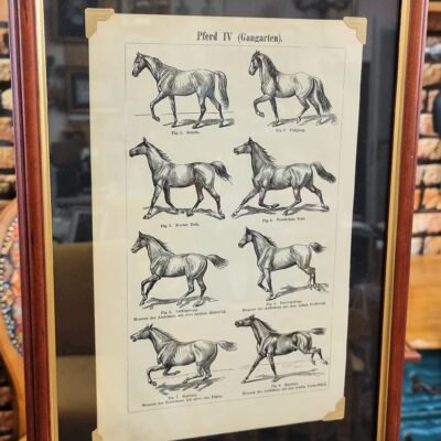 Konie – rodzaje chodu, rycina z 1905 r. oryginał