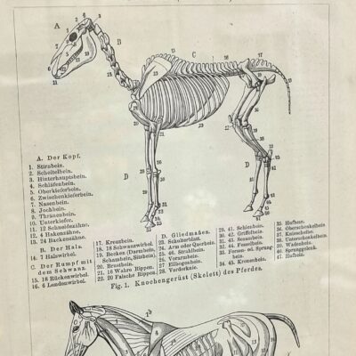 Konie – anatomia, rycina z 1905 r., oryginał