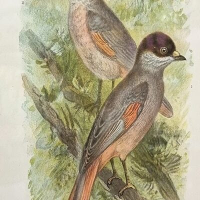 Oprawiona litografia – ptaki
