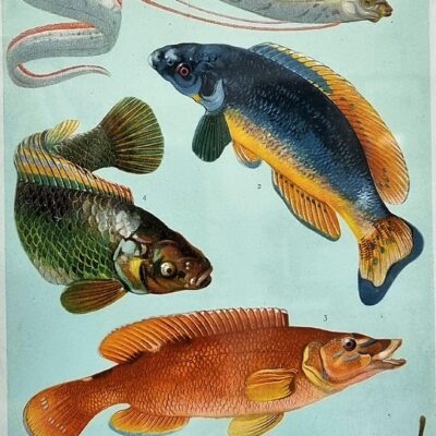 Ilustracja ryby  #8, rycina oryginalna 1906 r.