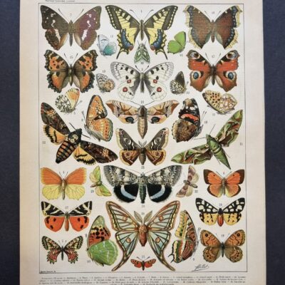 Gatunki motyli  – oryginalna rycina z francuskiej encyklopedii z 1898 r. #2