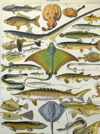 ryby ilustracja