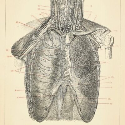 Rycina medyczna – klatka piersiowa człowieka, rycina oryginalna