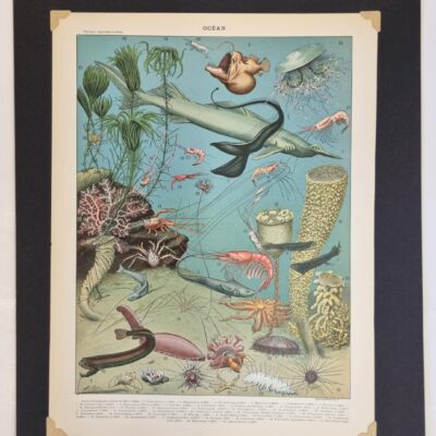 Litografia vintage, OCEAN – oryginalna rycina z francuskiej encyklopedii 1898 r.