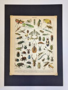 Oryginalna rycina OWADY