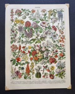 ilustracja botaniczna