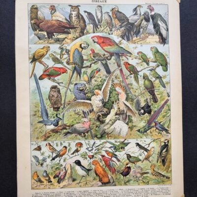 Ptaki – oryginalna rycina z francuskiej encyklopedii z1898 r.