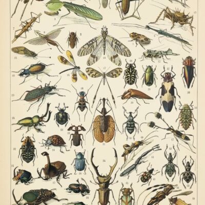 Oryginalna ilustracja OWADY –  ilustracja z francuskiej encyklopedii 1898 r.
