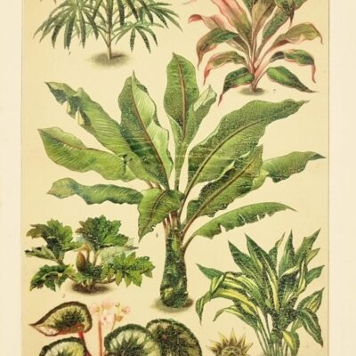 Rycina botaniczna – rośliny liściaste, rycina oryginalna