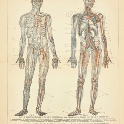 Układ krwionośny człowieka, rycina oryginalna, Brockhaus Konversations Lexikon 1898 rok
