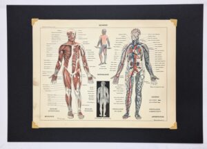 rycina anatomia człowieka