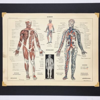 Rycina anatomia człowieka, oryginał, Brockhaus Konversations Lexikon 1898 rok