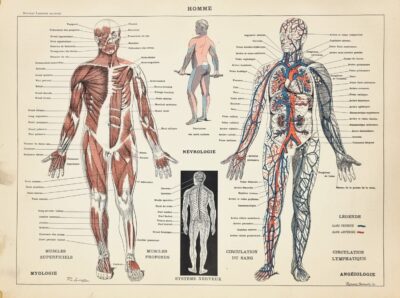 rycina anatomia człowieka
