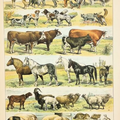 Rycina ssaki – oryginalna ilustracja z francuskiej encyklopedii 1898 r.