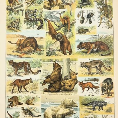 Ilustracja ssaki – oryginalna rycina z francuskiej encyklopedii 1898 r.