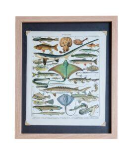 Oryginalna litografia vintage