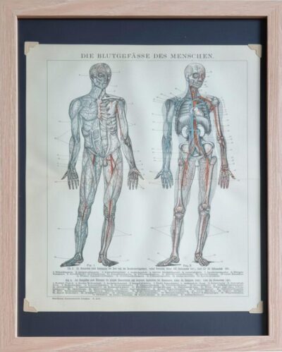 Układ krwionośny człowieka – Oryginalna rycina 1898 r. Brockhaus (Oprawiona)