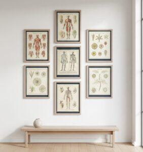 Układ krwionośny człowieka