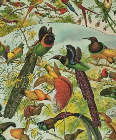 Egzotyczne ptaki — oryginalna grafika vintage na płótnie (1898r.)