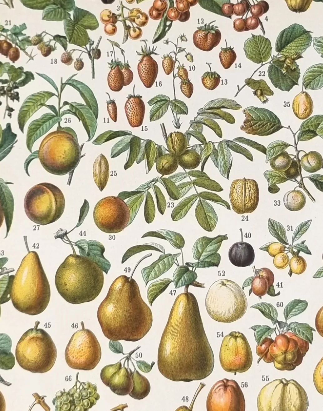 botaniczna grafika owoce vintage