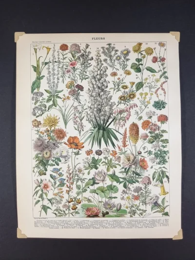 Grafika botaniczna kwiaty – XIX wieczna plansza z francuskiej encyklopedii