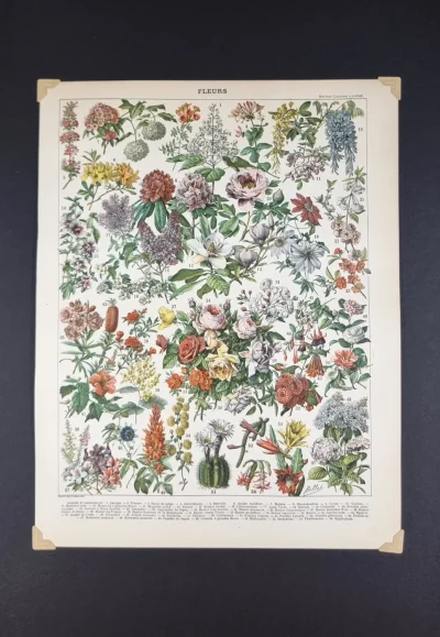 Grafika botaniczna kwiaty vintage – dekoracyjna plansza roślinna 1898