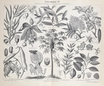 Grafika botaniczna rośliny lecznicze – rycina edukacyjna vintage 1894