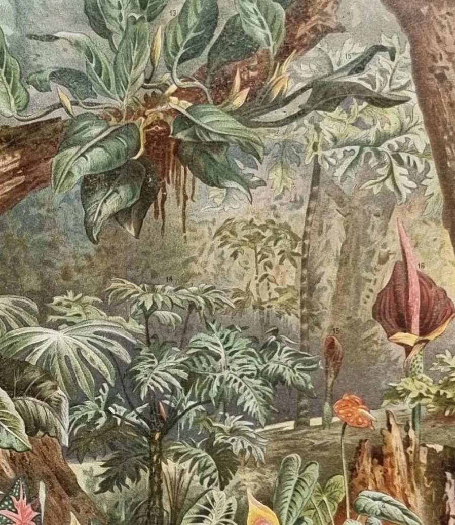 dekoracja ścienna tropikalne rośliny grafika botaniczna vintage