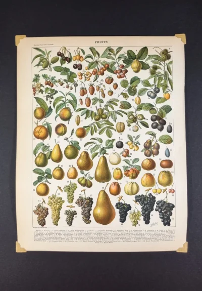 Grafika owoce vintage – oryginalna ilustracja botaniczna owoców 1898
