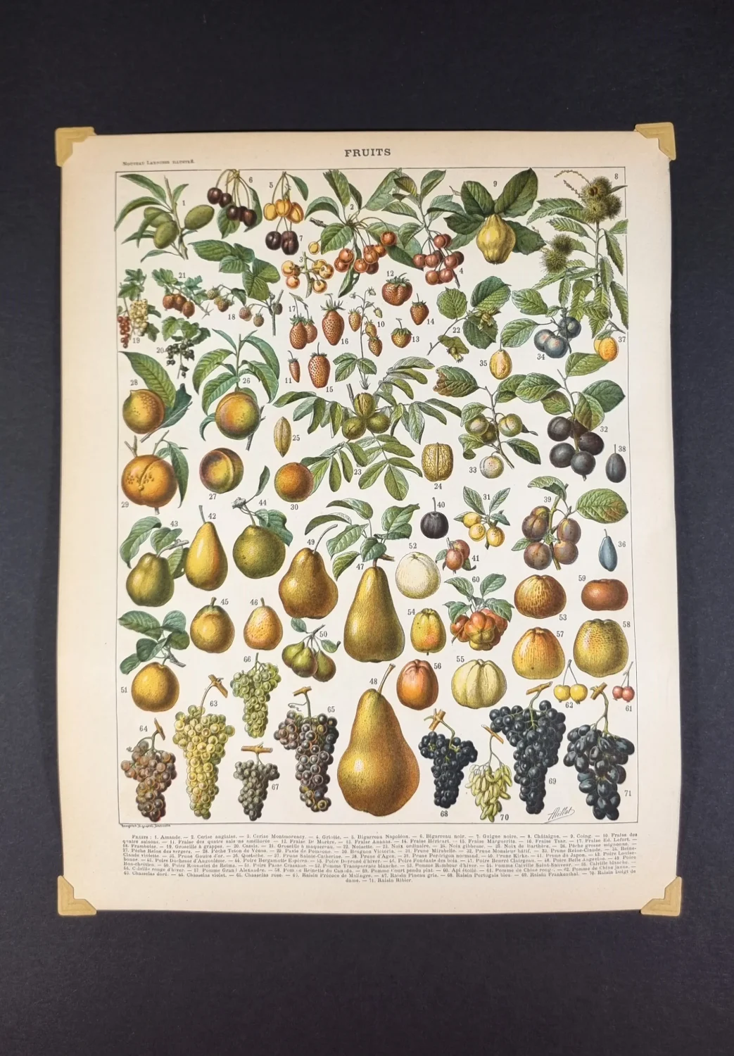 owoce vintage dekoracyjna grafika do kuchni