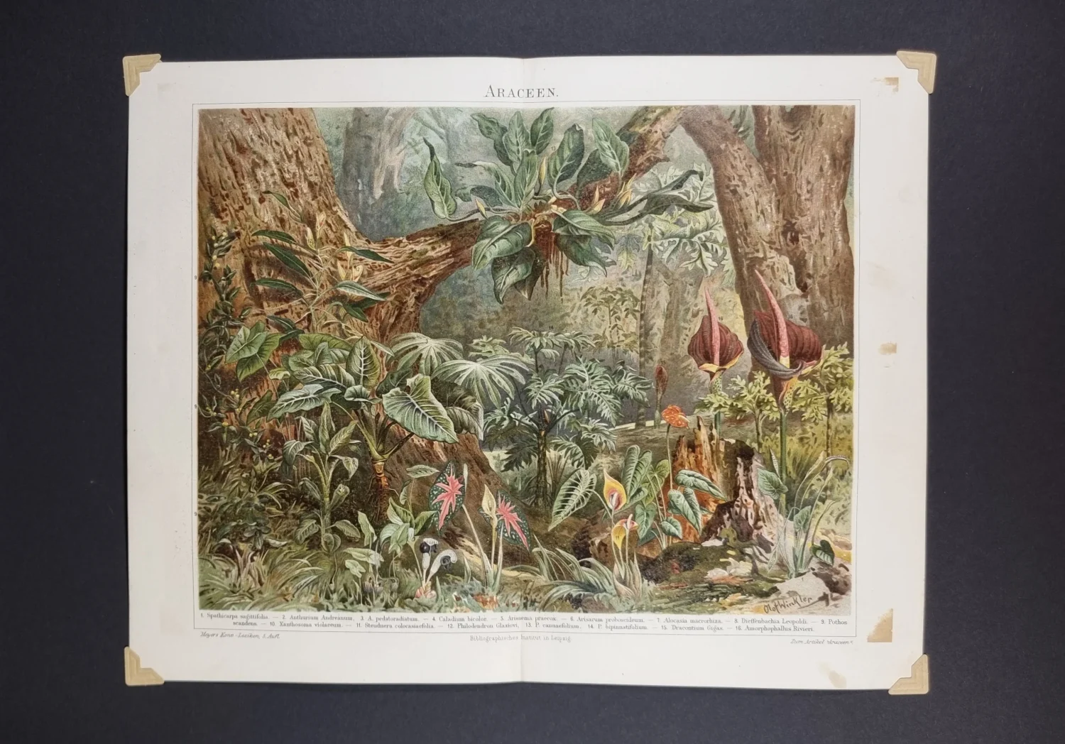 ilustracja botaniczna tropikalne rośliny grafika vintage XIX wiek