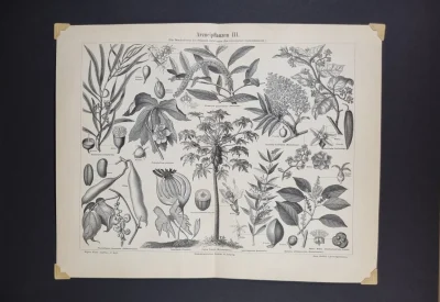Grafika botaniczna rośliny lecznicze – rycina edukacyjna vintage 1894