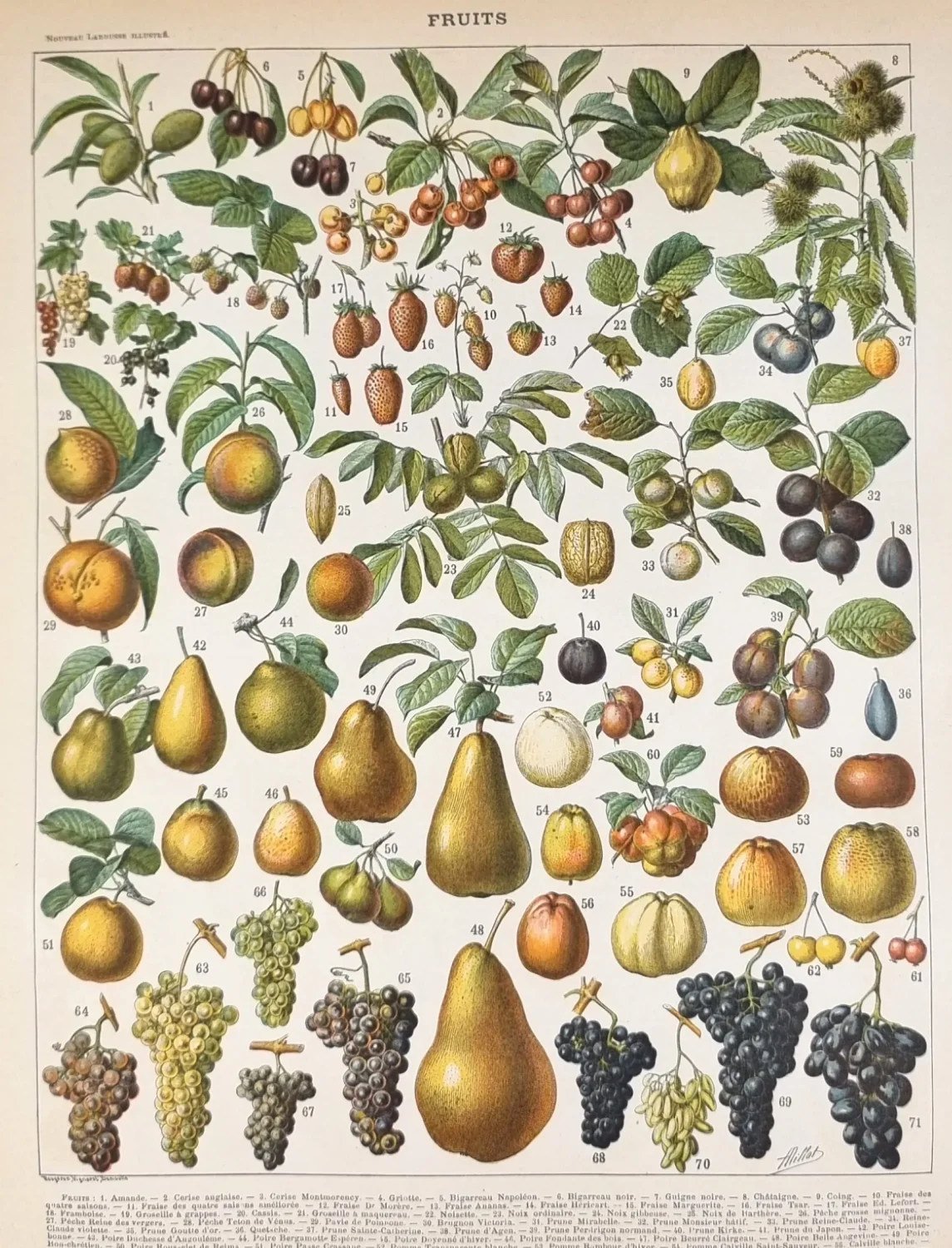 grafika owoce vintage oryginał 1898 Nouveau Larousse Illustré