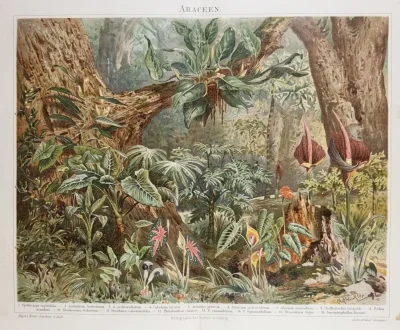 Grafika botaniczna tropikalne rośliny – dekoracja ścienna vintage 1894