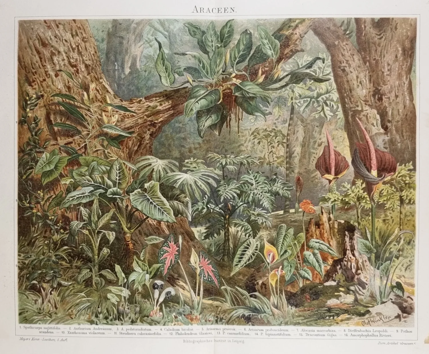 grafika botaniczna tropikalne rośliny dekoracja ścienna vintage 1894