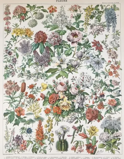 Grafika botaniczna kwiaty vintage – dekoracyjna plansza roślinna 1898