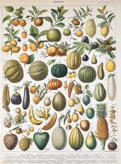 Owoce ilustracja retro – dekoracyjna rycina w klasycznym stylu