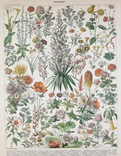 Grafika botaniczna kwiaty – XIX wieczna plansza z francuskiej encyklopedii