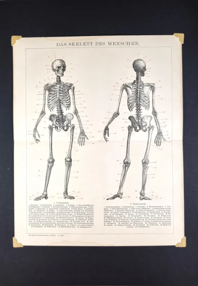 Szkielet człowieka grafika vintage – rycina anatomiczna Brockhaus 1898