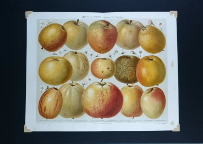 Odmiany jabłek – XIX-wieczna plansza botaniczna | Meyers Konversations-Lexikon 1894