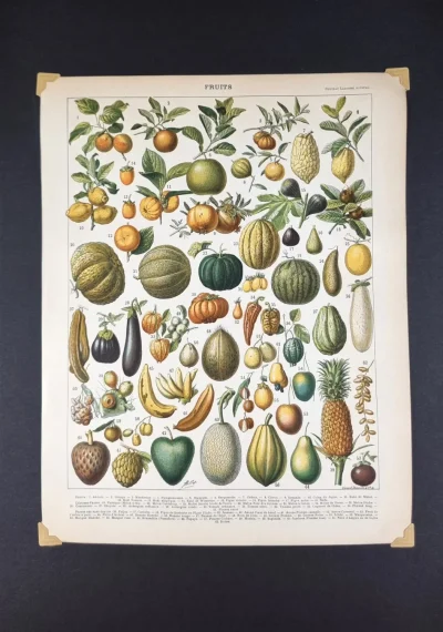 Owoce ilustracja retro – dekoracyjna rycina w klasycznym stylu