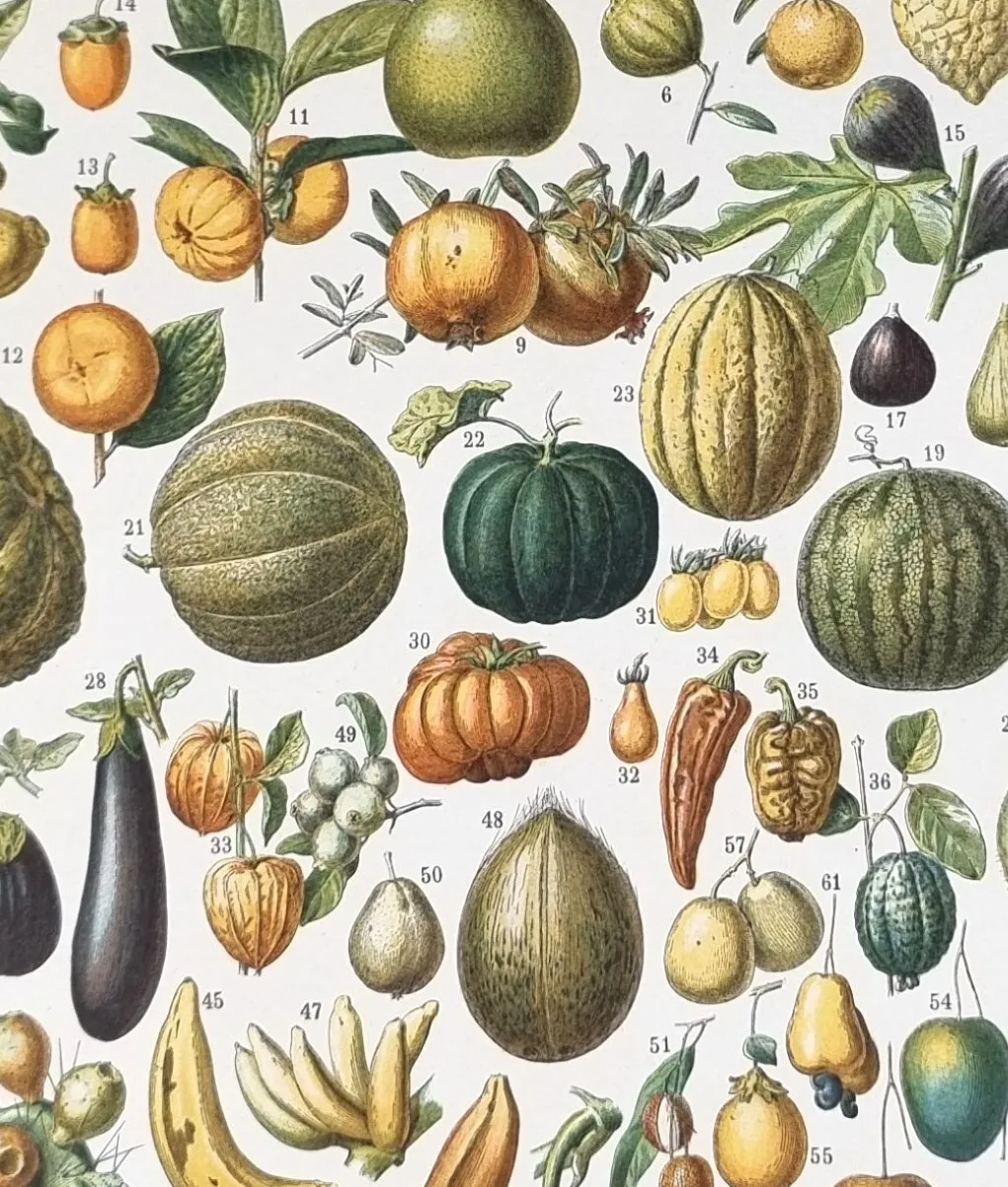 klasyczna rycina owoce ilustracja retro larousse